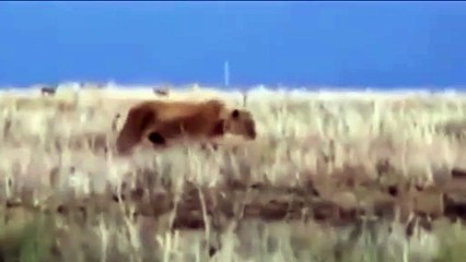 Su aygırına saldıran aslan kafasını kaptırdı