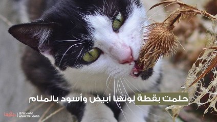 حلمت بقطة لونها أبيض وأسود بالمنام