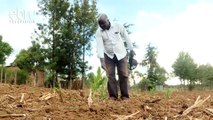 Family Left In Despair After Maize Is Uprooted In Uasin Gishu