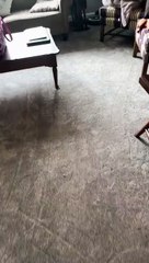 Robot Vacuum Draws Unexpected Design