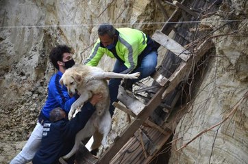 AVCILAR'DA İNŞAAT TEMELİNE DÜŞEN İKİ KÖPEK KURTARILDI
