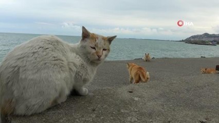 Kediler bu sahili mesken tuttu