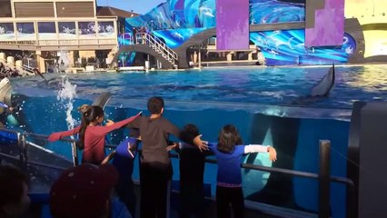 Woah, Great Animal Encounters! | Life Funny Pets 