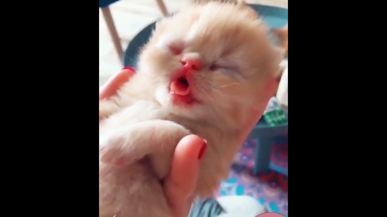 Baby Cats Video - Cute Pets And Funny Animals 2020 -  Compilation #1 Animal Funny HD