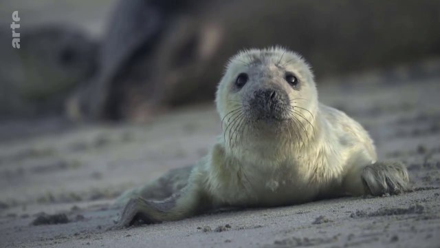 Shetland faunique 4. Tempêtes d'automne. Islande renard polaire. Norvège rennes. Îles Monach phoques communs