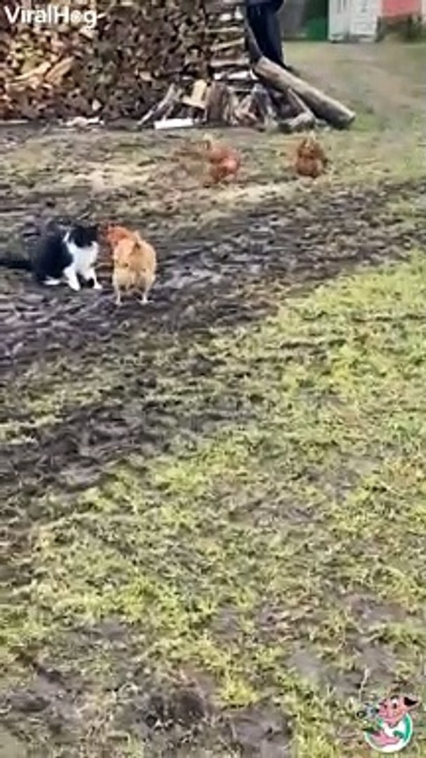 Best videos, Top videos, Viral videos Funny videos no. 175