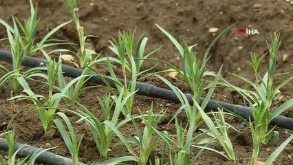 Karanfil yüzleri güldürdü...Pandemiye rağmen üretim yüzde 80 arttı