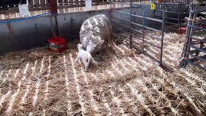 Nunthorpe Lambing