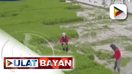GOVERNMENT AT WORK:  Mga magsasaka sa Pampanga, nakatanggap ng libreng pataba;