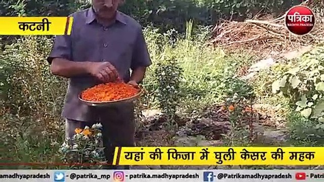कटनी : यहां की फिजा में घुली केसर की महक