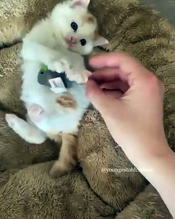 MYVIDEO3