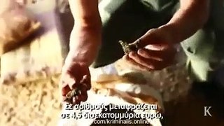 Albania MafiaAlbanese Mafia ElTraffico off Marijuanna Europes largest drug area Lazarat