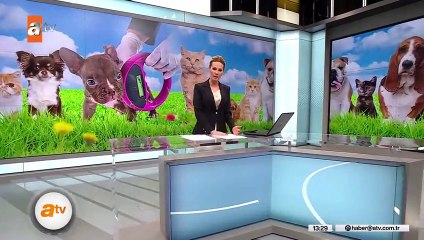 Evcil hayvanlarda çip dönemi