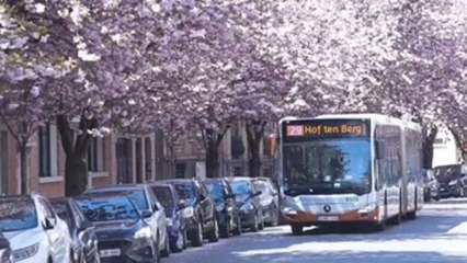 Bruselas se tiñe de cerezos japoneses en flor