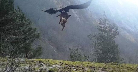 Il filme l'impressionnante chasse d'un aigle royal, qui s'envole en capturant un cadavre de renard