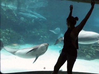 Girl Makes Dolphin Laugh (EXTENDED) ORIGINAL VIDEO
