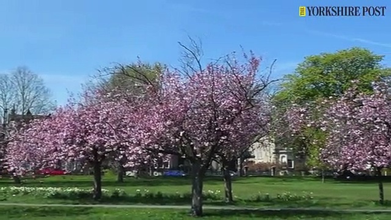 Cherry Blossom at Harrogate