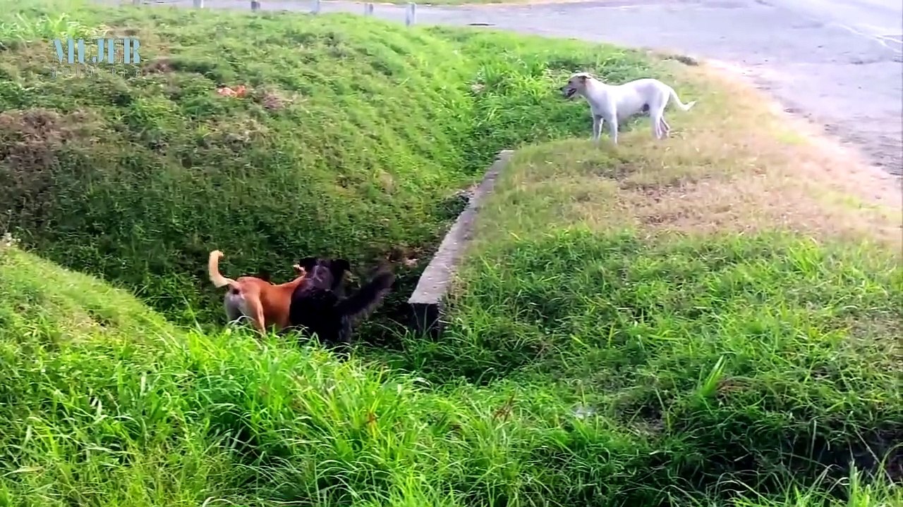Perritos callejeros  | Mujer - Nex Panamá