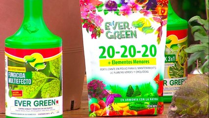 bd-publireportaje-evergreen-260421