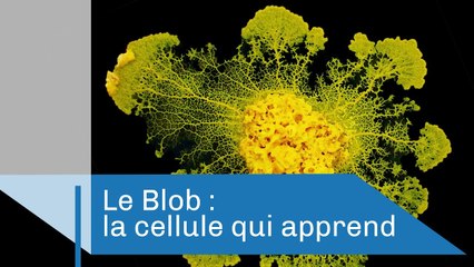 Le Blob, une cellule qui apprend | Reportage CNRS