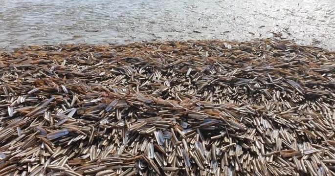 Une plage de Loire-Atlantique envahie par des « couteaux », des coquillages tranchants comme des lames