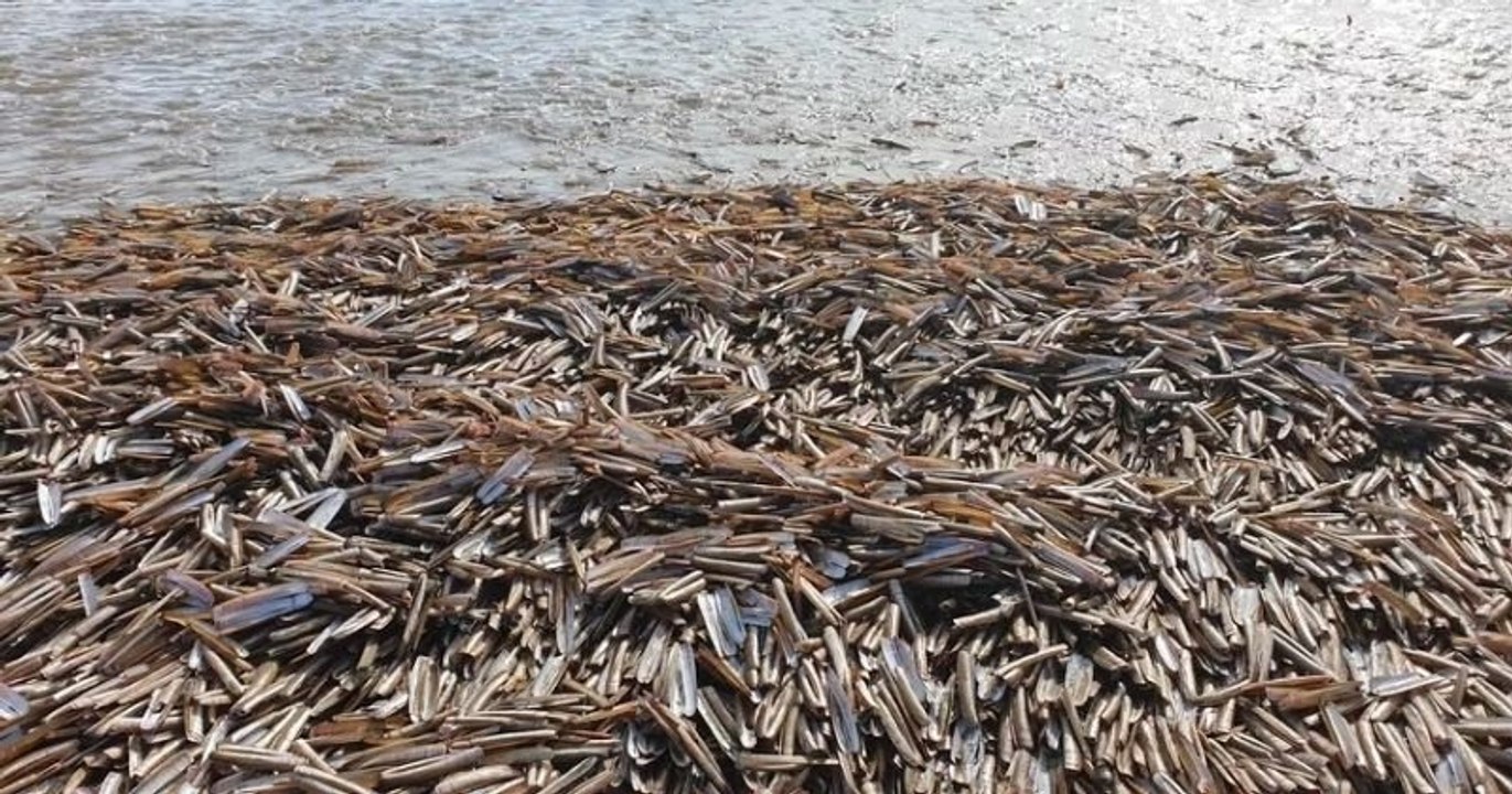 Une plage de Loire-Atlantique envahie par des « couteaux », des coquillages tranchants comme des lames