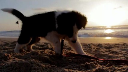 Cute puppy playing on the beach