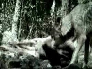 La jeune fille et les loups