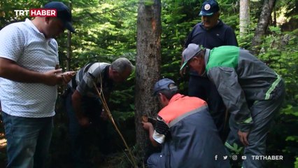'Sekiz dişli kabuk böceği' ladin ağaçlarına zarar veriyor