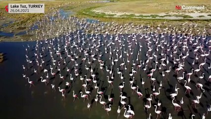 Türkei: Flamingos und die "Weinende Braut" locken Touristen an