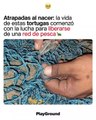 La vida de estas tortugas comenzó con la lucha para liberarse de una red de pesca