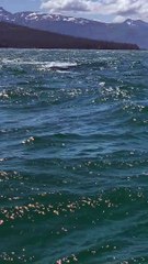 Whale Breaching and Slapping Water with Flipper