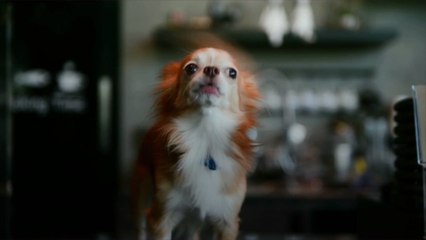 How Do You Stop a Dog from Barking?