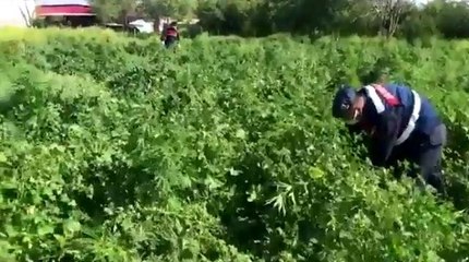 Köy evinin bahçesini esrar tarlası yapmış