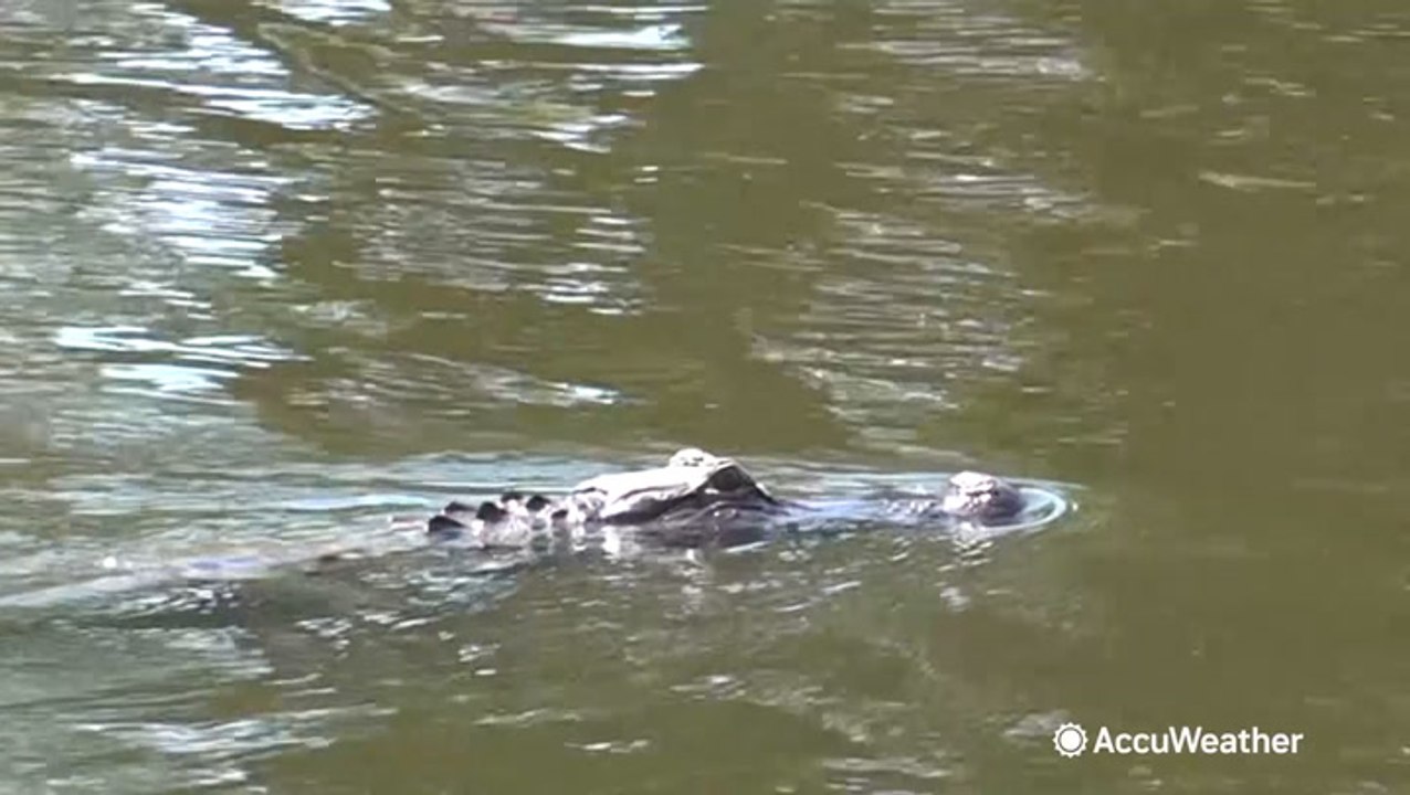 Warmer weather brings alligators out and about in spring