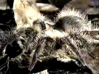 Giant centipede vs tarantula