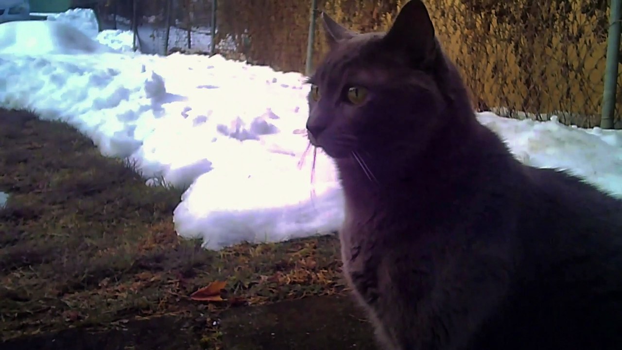 My kitty Job on Xmas Day 2020 and in the snow l Pets and animals l Powerdirector 18
