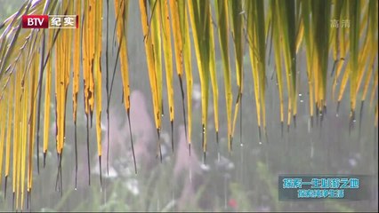 TRAVEL EXPEDITIONS:-Costa Rica (哥斯达黎加)