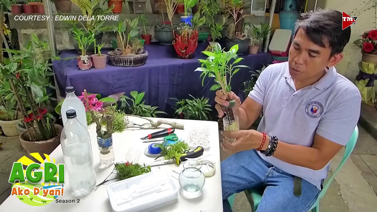 “WATER BONSAI” Ep.32 AGRI Ako D’yan