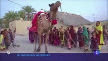 Camello biblioteca” reparte libros a los niños de bajos recursos de Pakistán