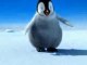Pingouin AlGéRiien