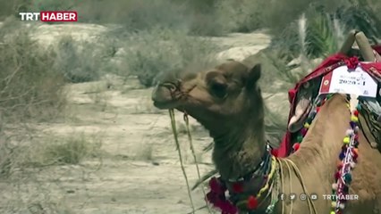 Pakistan'da "gezici deve kütüphane" çocukları kitapla buluşturuyor