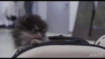 BTS Yeontan short clip | Burn the Stage: The Movie
