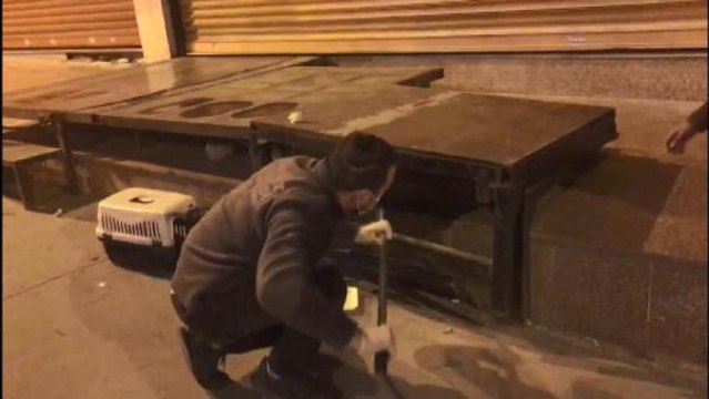 Son dakika haberleri | ESENYURT'TA İTFAİYENİN YAVRU KEDİLERİ KURTARMA OPERASYONU KAMERADA