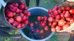 POMEGRANATE JUICE _ 100KG Pomegranate Fruits Cutting _ Making Fruit Juice in Village _ Healthy Drink