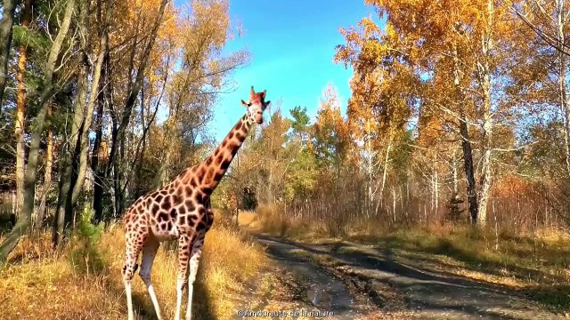 Arriverez-vous à trouver les 10 animaux cachés dans ces photos