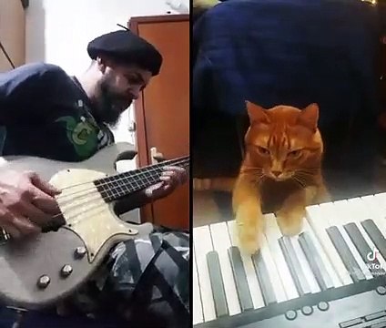Les chats ont inventé le Jazz... on en a la preuve