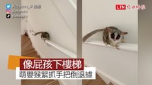 萌嬰猴趴臥樓梯手把倒退攄 網友笑稱：「下樓方式根本人類小屁孩！」