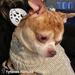 Sur son annonce d’adoption, ce chihuahua est qualifié de “gremlins qui déteste l'homme et les enfants”