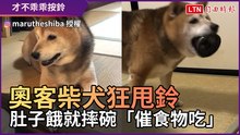 小孩才按鈴！奧客柴犬狂甩鈴 肚子餓就摔碗「催食物吃」